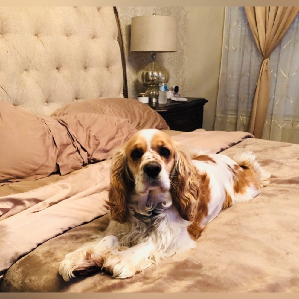 Cocker Spaniel Family - Picture 4 of 4